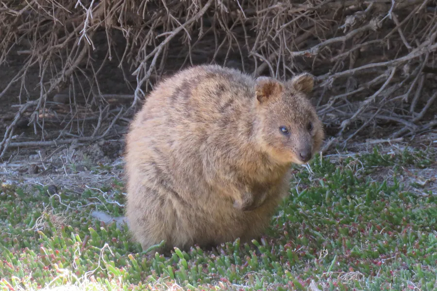 A quokka on Rottnest Island