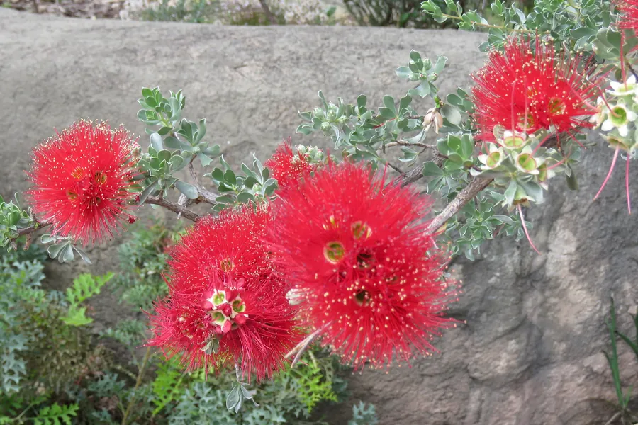 Red flowering gum in bloom at Kings Park